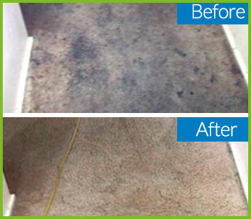 Carpet Cleaning